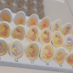 Chicken embryo development over 21 days - Puzzle