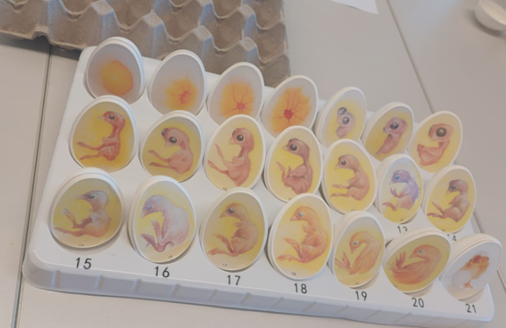 Chicken embryo development over 21 days - Puzzle