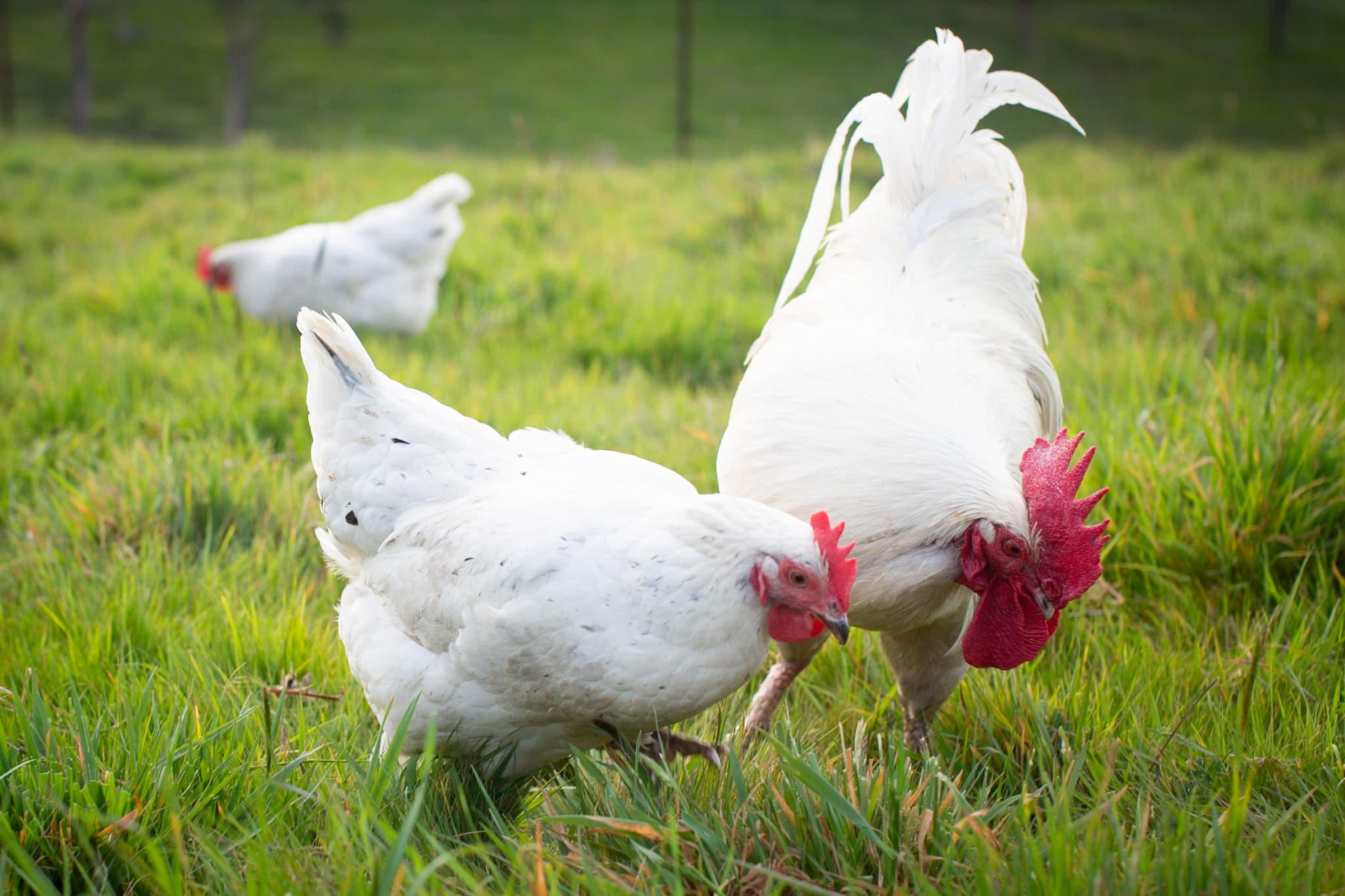 Free-Ranging Flock