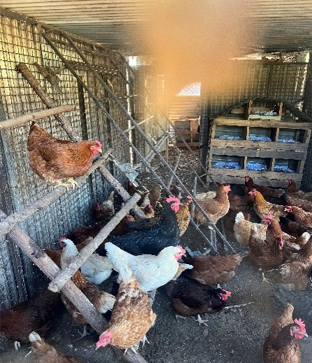 Tiwi Islands flock roosting