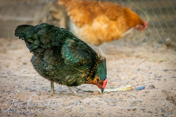 Chicken ranging