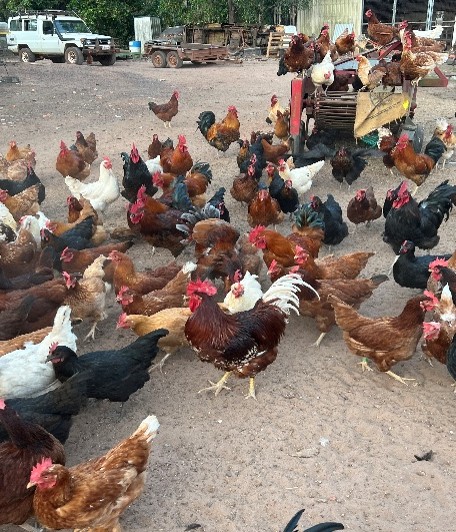 Tiwi Island flock